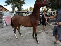 Caballo, Akhal-Teke — foto 1
