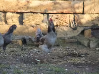 Ameraucana — Foto 1