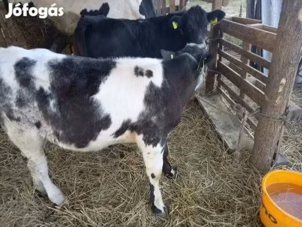 Bovinos (lote, sexo não especificado), Azul Belga