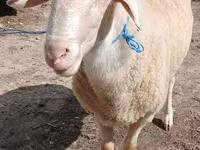 Carnero, Assaf sheep — foto 3