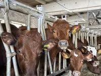 Bovins (lot, sexe non indiqué), Vache kazakhe à tête blanche — photo 6