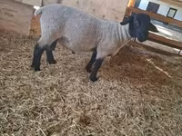 Beran, White Suffolk sheep — foto 1