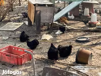 Кохинхин карликовый — фото 4
