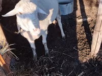 كبش, Lacaune sheep — الصورة 1