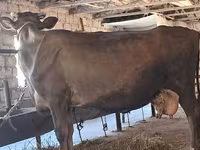 母牛, Swiss cattle — 照片 8
