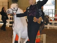 حصان, Miniature horse — الصورة 6