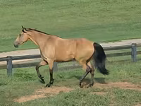 Mare, Missouri foxtrotter — photo 2