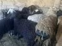 Ram, Sheep — photo 6