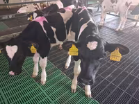 सांड, Russian Black pied cattle — फ़ोटो 5