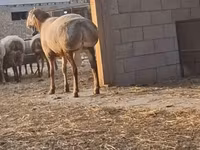 Ram, Hissar sheep — photo 2