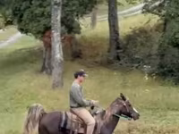 Cheval, Rocky Mountain Horse — photo 2