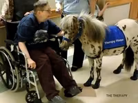 حصان, Miniature horse — الصورة 2