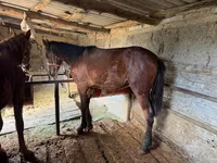 Kůň, Horse breed — foto 6
