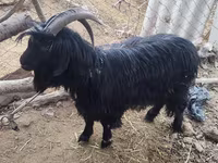 Chèvre, Dagestan coarsewool goat — photo 2