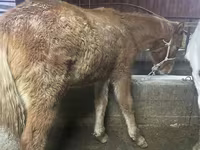 Kůň, Yakutian horse — foto 4