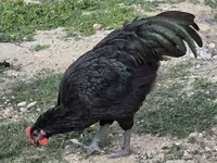 Australian Pit Game fowl — photo 3