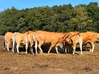Vache, Partenaise cattle — photo 3