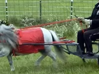 公马, Miniature horse — 照片 6