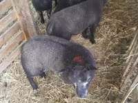 نعجة, Texel sheep — الصورة 3