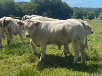 Taureau, Charolais cattle — photo 3