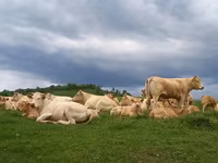 Vache, Blonde d’Aquitane cattle — photo 1