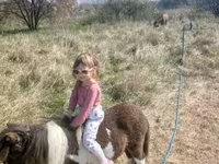 Caballo, Falabella — foto 3