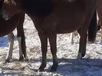 Koně (série, pohlaví neuvedeno), Horse breed — foto 1