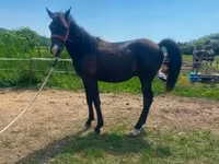 حصان, Hucul pony — الصورة 5