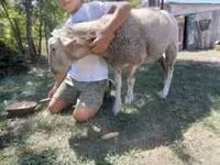母羊, Lacaune sheep — 照片 4