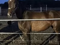 Égua, Cavalos — foto 2
