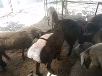 Bélier, Moutons — photo 2