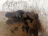 Moutons (lot, sexe non indiqué), Moutons — photo 7