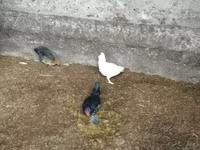 Bantam — Foto 1