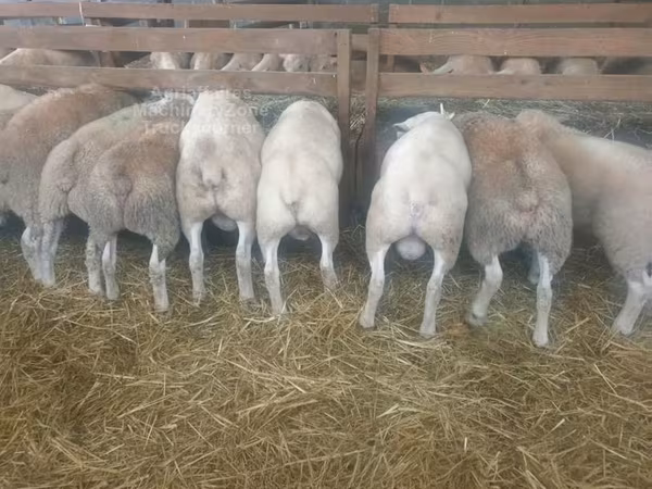 نعجة, Baerchuke sheep