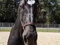 فرس, Percheron — الصورة 3