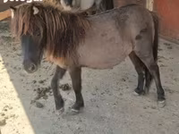 Stute, Shetland Pony — Foto 7