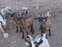 公山羊, Pomellata goat — 照片 6