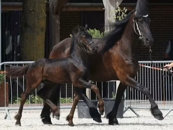 घोड़ा, Friesian
