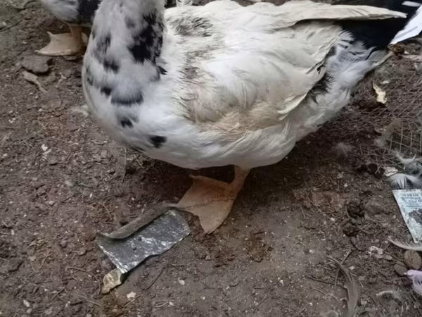 domácí kachna pižmová