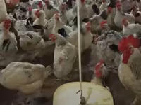 Chickens — Foto 1