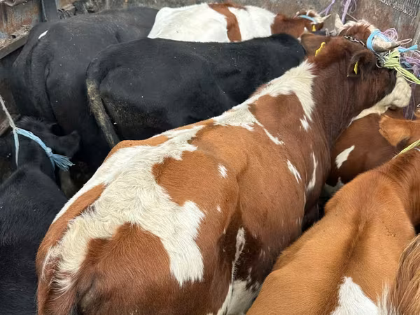 Byk, Simmental cattle