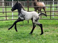 Stute, Appaloosa — Foto 3