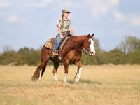Kůň, Quarter Horse — foto 3