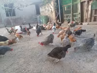 Chickens — फ़ोटो 8