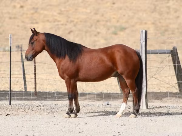 Hengst, Quarter Horse