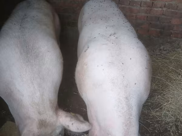 母猪, Pigs