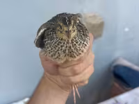 Quails — Foto 2