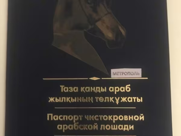 حصان, Arabian horse