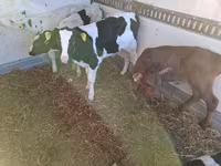 公牛, Russian Black pied cattle — 照片 1