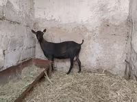 Koza, Murcia-Granada goats — zdjęcie 8